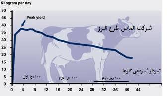 جدول تغذیه گاو شیری