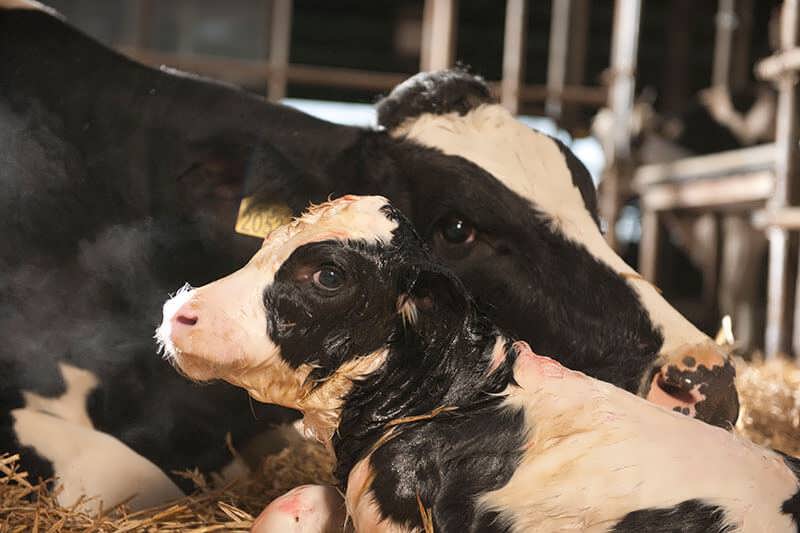 سه ماهه اول گاو شیری