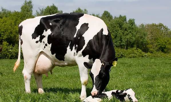طرح توجیهی پرورش گاو شیری 98