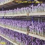 طرح توجیهی پرورش زعفران گلخانه ای - کشت گلخانه ای زعفران بدون خاک نگارش سال 97