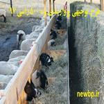 طرح توجیهی پرواربندی بره 500 راسی - طرح توجیهی بره پرواری 500 راسی سال 1404