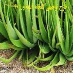 طرح توجیهی گلخانه آلوئه ورا - دانلود طرح توجیهی کشت وپرورش گیاه آلوئه ورا در گلخانه 97