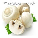 طرح توجیهی پرورش قارچ 97 - طرح توجیهی پرورش قارچ دکمه ای