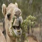 طرح توجیهی پرورش شتر-آموزش پرورش شتر