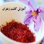 روش کاشت زعفران - آموزش تصویری کاشت زعفران