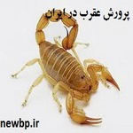 پرورش عقرب در ایران