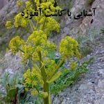 آنغوزه چیست؟  کاشت داشت و برداشت آنغوزه