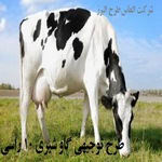 طرح توجیهی گاو شیری 10 رأسی سال 97