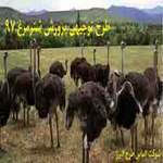 طرح توجیهی پرورش شترمرغ  آپدیت بهار 1401