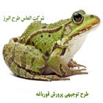 طرح پرورش قورباغه - آموزش پرورش قورباغه گوشتی