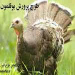 طرح پرورش بوقلمون - هزینه پرورش بوقلمون