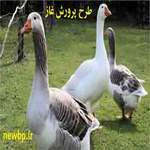 طرح پرورش غاز