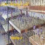 آموزش کشت ایروپونیک زعفران