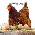 آموزش پرورش مرغ بومی