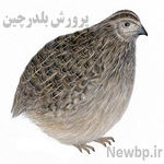 طرح توجیهی پرورش بلدرچین pdf-docسال 98