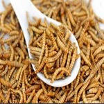 طرح توجیهی پرورش میل ورم