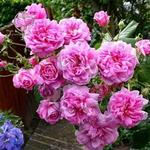 طرح توجیهی پرورش گل محمدی