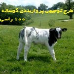 طرح توجیهی پرواربندی گوساله 100 راسی 98
