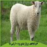 طرح توجیهی پرواربندی بره 100 راسی سال 1404
