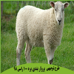 طرح توجیهی پرواربندی بره 100 راسی سال 98