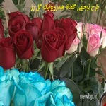 طرح توجیهی گلخانه هیدروپونیک گل رز هلندی 