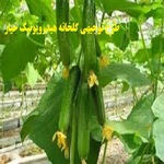 طرح توجیهی گلخانه هیدروپونیک خیار