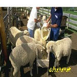 جیره بره پرواری و جدول تغذیه بره های پرواری