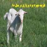 هزینه جیره بره پرواری و محاسبه سود پرواربندی در سال 98 + جدول احتیاجات غذایی بره پرواری 