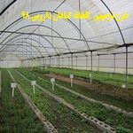 طرح توجیحی گیاهان دارویی pdf  + طرح توجیهی گلخانه گیاهان دارویی doc سال 98