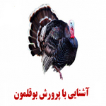 آموزش پرورش بوقلمون | نکات مهمی درباره پرورش بوقلمون + اصول پرورش بوقلمون برای سود دهی بیشتر