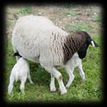 جیره غذایی گوسفندان داشتی