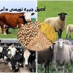 آموزش جیره نویسی دام | آموزش جیره نویسی دستی + جیره نویسی گاو شیری