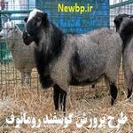 طرح پرورش گوسفند رومانوف