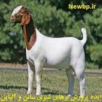 پرورش بزهای شیری سانن و آلپاین