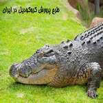 آشنایی با پرورش کروکودیل |کسب و کاری پرسود+ طرح توجیهی پرورش تمساح pdf