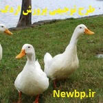 طرح توجیهی پرورش اردک