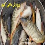 آموزش پرورش ماهی کپور در استخر بتنی