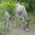 طرح توجیهی پرورش الاغ شیری | آیا پرورش الاغ شیری از نظر اقتصادی به صرفه است؟