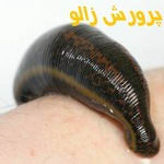 آموزش پرورش زالو | طرح پرورش زالو در آکواریوم  pdf