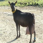 طرح پرورش بز مورسیا |دلایل پرورش بز شیری مورسیا در ایران