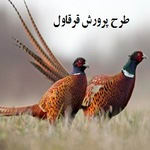 طرح پرورش قرقاول | محاسبه سود پرورش قرقاول