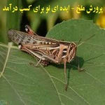 طرح پرورش ملخ خوراکی | آیا واقعا با پرورش ملخ می توان به سود رسید؟