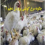 چگونه مرغ گوشتی پرورش دهیم ؟ | تغذیه مرغ گوشتی؟