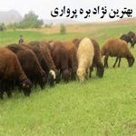 بهترین نژاد بره پرواری | بهترین زمان برای خرید بره پرواری | آشنایی با انواع نژاد گوسفندان