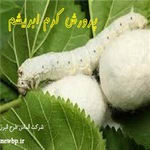 طرح توجیهی پرورش کرم ابریشم | مزرعه پرورش کرم ابریشم