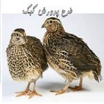 طرح پرورش کبک | صرفه اقتصادی پرورش کبک