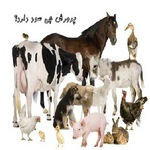 پرورش چی سود دارد | پرورش حیوانات پر سود در منزل