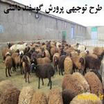 طرح توجیهی گوسفند داشتی 300 رأسی سال 98