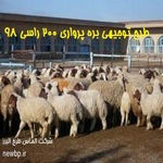 طرح توجیهی بره پرواری 200 راسی 98