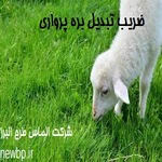 ضریب تبدیل بره پرواری چقدر است؟| افزایش وزن روزانه بره پرواری